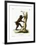 Wood Baboon-null-Framed Giclee Print