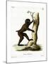 Wood Baboon-null-Mounted Giclee Print