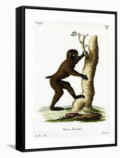 Wood Baboon-null-Framed Stretched Canvas