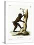 Wood Baboon-null-Stretched Canvas