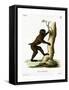 Wood Baboon-null-Framed Stretched Canvas