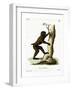 Wood Baboon-null-Framed Giclee Print