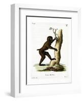 Wood Baboon-null-Framed Giclee Print