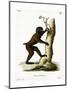 Wood Baboon-null-Mounted Giclee Print