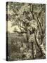 Wood Bird 1891 Austria-null-Stretched Canvas