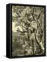 Wood Bird 1891 Austria-null-Framed Stretched Canvas