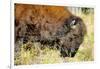 Wood Bison in Northern B.C-Richard Wright-Framed Photographic Print