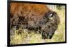 Wood Bison in Northern B.C-Richard Wright-Framed Photographic Print