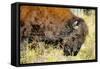 Wood Bison in Northern B.C-Richard Wright-Framed Stretched Canvas