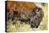 Wood Bison in Northern B.C-Richard Wright-Stretched Canvas