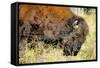 Wood Bison in Northern B.C-Richard Wright-Framed Stretched Canvas