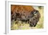 Wood Bison in Northern B.C-Richard Wright-Framed Photographic Print