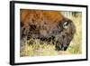 Wood Bison in Northern B.C-Richard Wright-Framed Photographic Print