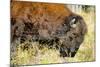 Wood Bison in Northern B.C-Richard Wright-Mounted Photographic Print