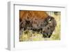 Wood Bison in Northern B.C-Richard Wright-Framed Photographic Print