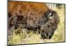 Wood Bison in Northern B.C-Richard Wright-Mounted Photographic Print