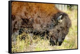 Wood Bison in Northern B.C-Richard Wright-Framed Stretched Canvas