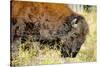 Wood Bison in Northern B.C-Richard Wright-Stretched Canvas