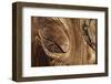 Wood, Branch, Pattern-Nikky-Framed Photographic Print