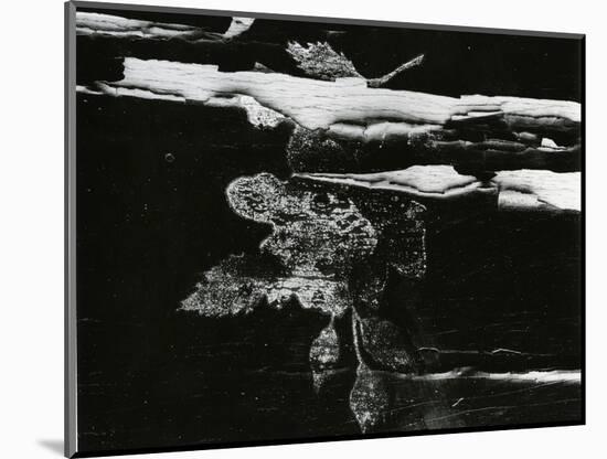 Wood, c. 1970-Brett Weston-Mounted Photographic Print