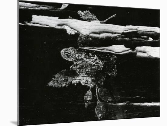 Wood, c. 1970-Brett Weston-Mounted Photographic Print