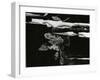 Wood, c. 1970-Brett Weston-Framed Premium Photographic Print