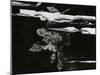 Wood, c. 1970-Brett Weston-Mounted Premium Photographic Print