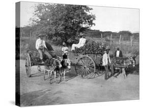 Wood Carts, Jamaica, C1905-Adolphe & Son Duperly-Stretched Canvas