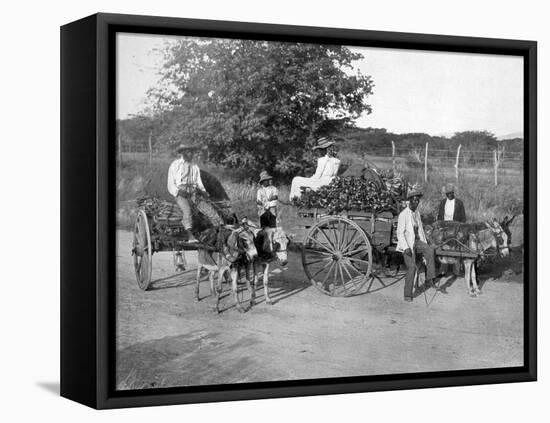 Wood Carts, Jamaica, C1905-Adolphe & Son Duperly-Framed Stretched Canvas