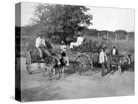 Wood Carts, Jamaica, C1905-Adolphe & Son Duperly-Stretched Canvas