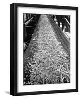 Wood Chips on Conveyor Belt after Passing Through Chipper and Heading for Next Stage at Paper Mill-Margaret Bourke-White-Framed Photographic Print