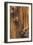 Wood Detail I-Kathy Mahan-Framed Photographic Print