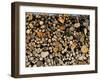 Wood Detail, Tuscany, Italy, Europe-Sergio Pitamitz-Framed Photographic Print