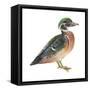 Wood Duck (Aix Sponsa), Birds-Encyclopaedia Britannica-Framed Stretched Canvas