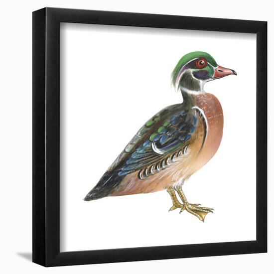 Wood Duck (Aix Sponsa), Birds-Encyclopaedia Britannica-Framed Poster
