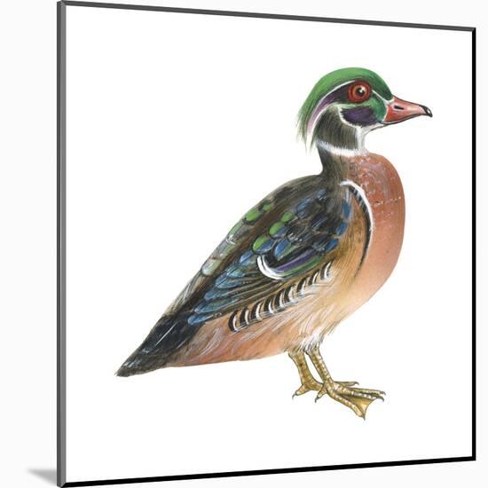 Wood Duck (Aix Sponsa), Birds-Encyclopaedia Britannica-Mounted Poster