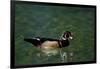 Wood Duck (Aix Sponsa) Drake on Spring-Fed Homosassa River, Homosassa, Florida, USA-Lynn M^ Stone-Framed Photographic Print