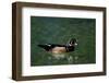 Wood Duck (Aix Sponsa) Drake on Spring-Fed Homosassa River, Homosassa, Florida, USA-Lynn M^ Stone-Framed Photographic Print