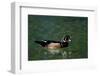 Wood Duck (Aix Sponsa) Drake on Spring-Fed Homosassa River, Homosassa, Florida, USA-Lynn M^ Stone-Framed Photographic Print