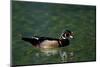 Wood Duck (Aix Sponsa) Drake on Spring-Fed Homosassa River, Homosassa, Florida, USA-Lynn M^ Stone-Mounted Photographic Print