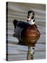 Wood Duck (Aix Sponsa) Drake Swimming, Sterne Park, Littleton, Colorado-null-Stretched Canvas