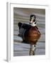 Wood Duck (Aix Sponsa) Drake Swimming, Sterne Park, Littleton, Colorado-null-Framed Photographic Print