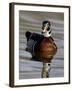 Wood Duck (Aix Sponsa) Drake Swimming, Sterne Park, Littleton, Colorado-null-Framed Photographic Print