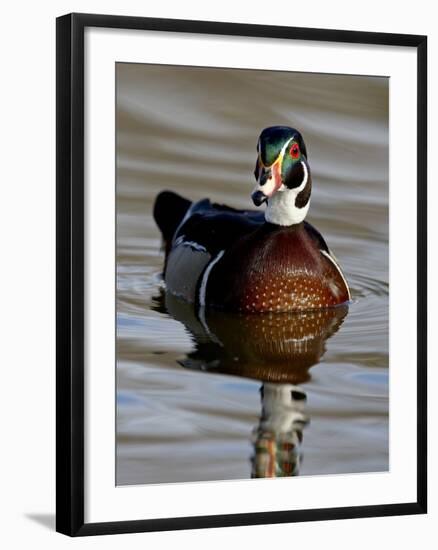 Wood Duck (Aix Sponsa) Drake Swimming, Sterne Park, Littleton, Colorado-null-Framed Photographic Print