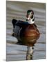 Wood Duck (Aix Sponsa) Drake Swimming, Sterne Park, Littleton, Colorado-null-Mounted Photographic Print