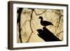 Wood Duck (Aix sponsa) looking for nest cavity in dead tree, Texas, USA.-Larry Ditto-Framed Photographic Print