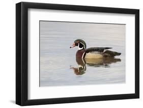 Wood Duck (Aix sponsa) male in wetland, Marion County, Illinois-Richard & Susan Day-Framed Photographic Print