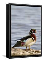 Wood Duck (Aix Sponsa) Male on Log in Wetland, Marion Co. IL-Richard and Susan Day-Framed Stretched Canvas