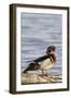 Wood Duck (Aix Sponsa) Male on Log in Wetland, Marion Co. IL-Richard and Susan Day-Framed Photographic Print