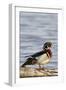 Wood Duck (Aix Sponsa) Male on Log in Wetland, Marion Co. IL-Richard and Susan Day-Framed Photographic Print